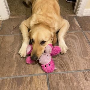 Meet your Posher, Kerrie